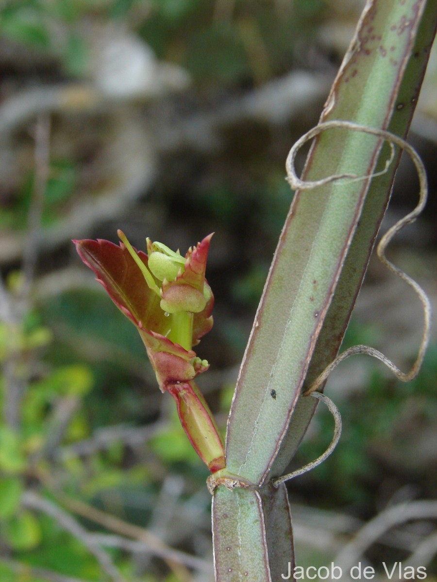 Cissus quadrangularis L.
